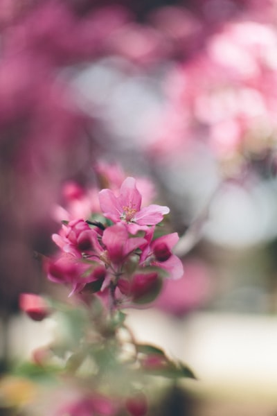 粉红花瓣选择性聚焦摄影